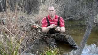 Beaver Trapping  Snaring Basics [upl. by Kippie]