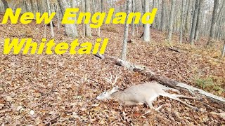 In Pursuit of New England Whitetails [upl. by Carie]