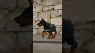 අනේ ඒ මාලෙට වෙන දේ 😍 doberman puppy shorts [upl. by Bogart984]