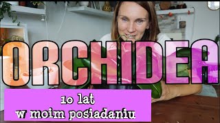 10 LETNIE ORCHIDEE🌸mój sposób [upl. by Stallworth669]