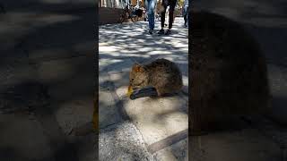 Rottnest Island Quokka rottnestisland quokka wildlife [upl. by Emawk114]