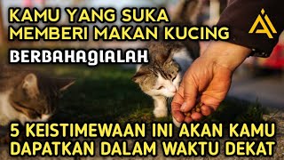 Keajaiban Sering Memberi Makan Kucing  8 Keistimewaan Orang Yang Suka Memberi Makan Kucing [upl. by Elleyoj925]