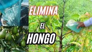 ELIMINA EL HONGO DE TUS PLANTAS DE AGUACATE 🥑 con sulfato de cobre [upl. by Mortensen697]