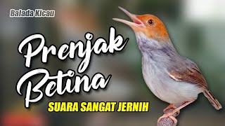 MASTERAN PRENJAK BETINA GACOR SUARA JERNIH [upl. by Alihs]