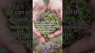 Thyme  A Powerful Herb with Dual Benefits of Antimicrobial and Antispasmodic Properties [upl. by Dloraj]