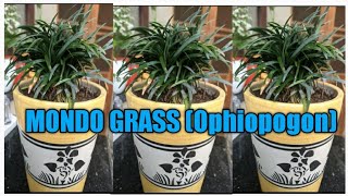 How to grow and care MONDO GRASSOphiopogon propagation [upl. by Anthiathia]