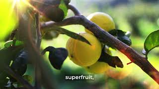 Dont Buy Citrus Bergamot Supplements Until You Watch This [upl. by Wendi]