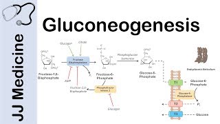 Gluconeogenesis Pathway Overview Enzymes CoFactors and Precursors [upl. by Volpe]