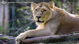 A warm welcome to London Zoos new lioness Arya [upl. by Evanne]