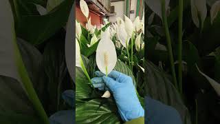 White anthurium israel garden flowerharvest gardenplants [upl. by Geoffrey]