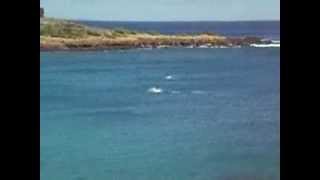 Four Seasons  Manele Bay  Dolphins jumping for Melissa Mccoy [upl. by Nottus401]