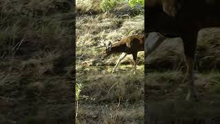 Whitetail Buck In CLOSE RANGE [upl. by Nisa]