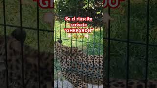 il Ghepardo Zecchino 🐆🐆🐆 [upl. by Obla]