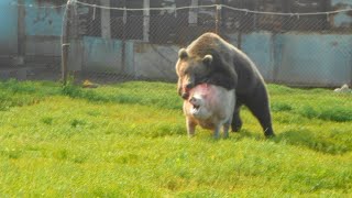 Quand Un Ours Attaque Les Autres Animaux [upl. by Leila986]