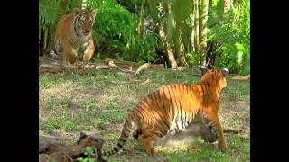 Malayan Tiger Conservation at the Palm Beach Zoo [upl. by Tinor]