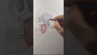 Drawing anatomy the temporalis muscle is need to close your mouth 😶 [upl. by Haidabej698]