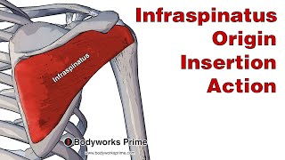 Infraspinatus Anatomy Origin Insertion amp Action [upl. by Ennaej873]