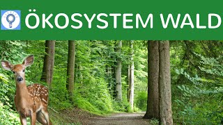 Ökosystem Wald  Entwicklungsstadien Baumarten Vegetationszonen Stockwerke  Ökosysteme 6 [upl. by Anitsirt]