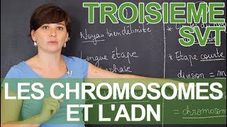 Les chromosomes et lADN  observations microscopiques  SVT  3e  les Bons Profs [upl. by Latsyrhk]