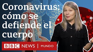 Cómo funciona el sistema inmunitario y qué hace cuando entra en contacto con el coronavirus [upl. by Maurilia804]