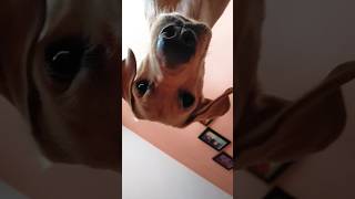 Reaction to Head tilt sound dogshirodoglover [upl. by Chelsie320]