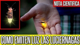 Descubren cómo emiten luz las luciérnagas Insectos Ciencia Luciernaga [upl. by Aikehs]