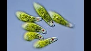 Euglena viridis اسهل طريقة لشرح اليوجلينا [upl. by Udella]