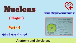 Nucleus  केन्द्रक   Function  anatomy and physiology [upl. by Yrolg]