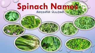 25 Keerai vagaigalNames in Tamil and English With Imagesspinach NamesGreens Typesகீரை வகைகள் [upl. by Ajile]