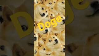 Doge Song Loop [upl. by Ednihek]