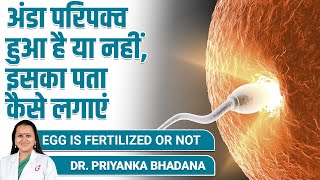 How to know egg is fertilized or not   Dr Priyanka Bhadana  Best Fertility Specialist [upl. by Dachia400]