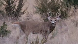 DIY Kansas public land archery saddle huntcrazy coincidental ending [upl. by Nnanerak]