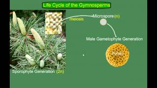 Gymnosperm Pine Life Cycle [upl. by Luben915]