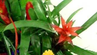 Guzmania mix [upl. by Eded]