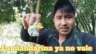 La mandarina ya no vale en el mercado el productor pierde [upl. by Harima]