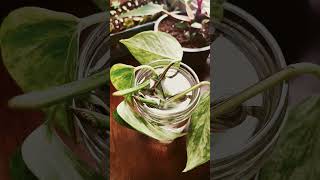 Propagating Pothos  plantlover plantcare [upl. by Reede630]