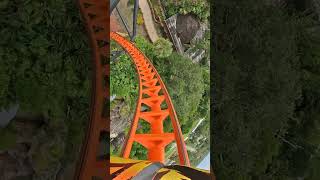 Conquering Tigris at Busch Gardens 🐯 🌾 rollercoaster amusementpark themepark buschgardens [upl. by Schwejda]