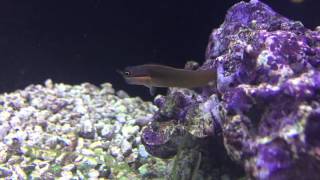 Species Spotlight Season 2  The Tail Spot Blenny  Epsiode 21 [upl. by Bergeman787]