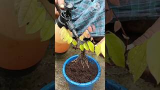 Grow Star Fruit Tree From Cutting At HomeStae Fruit Plant Care TipsStar Fruit TreeShorts [upl. by Kcirtap15]