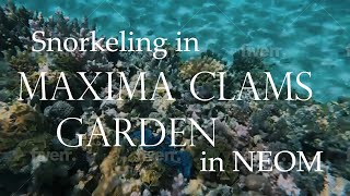 MAXIMA CLAMS garden in Neom Red Sea [upl. by Leahcimrej598]