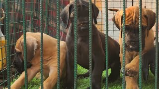 Greatdane puppies in Odisha [upl. by Hild895]