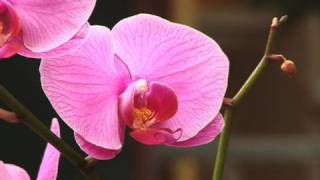 Watering Orchids [upl. by Harriman]