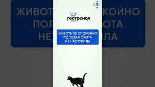 Гестренол  препарат для кошек Гуманное решение проблемы регуляции половой охоты у кошек [upl. by Aikan]