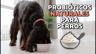 ¿Cuáles son los MEJORES PROBIÓTICOS para PERROS 🧫🐕 BENEFICIOS y PARA QUÉ SIRVEN [upl. by Freida]