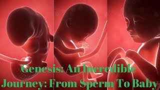 Genesis An Incredible Journey from Sperm To Baby [upl. by Gregoire]