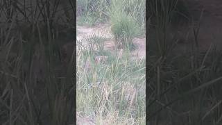 golden jackalwild jackaljackal soundsjackal animalJangli geeddar [upl. by Ccasi]