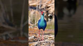 Gray Headed Swamphen  Al Khobar  Saudi Arabia wildlifephotoghraphy saudiarabia [upl. by Zug]