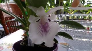 Cochleanthes amazonica amp Onc Sharry Baby Sweet Fragrance [upl. by Andromada]