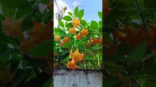 Brugmansia Suaveolens is commonly known as Angels Trumpet shorts [upl. by Reisch605]