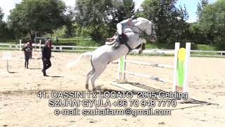 11 year old rider JUMPING HORSES FOR SALE 41 CASSINI I x LOCATO 2005 Gelding [upl. by Ahsial]